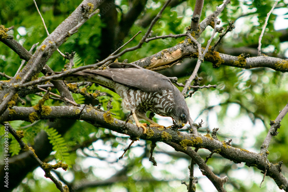 bird of prey sitting in a branches of a tree bird of prey sitting in a branches of a tree