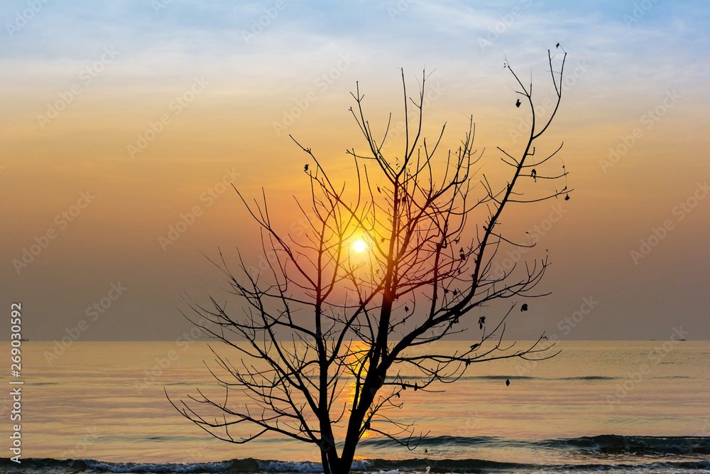 Fototapeta premium Tree silhouette at beach