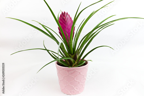 Tillandsia cyanea - Pink Quill, air plant in a pot photo