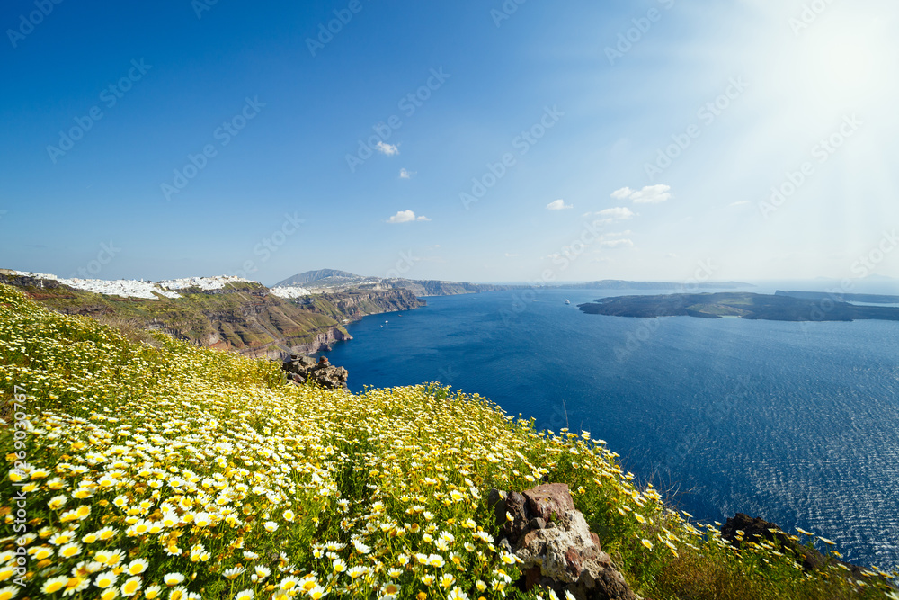 Field of daisies on the seaside