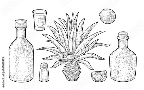 Glass and botlle of tequila. Cactus, salt, lime. Vintage engraving