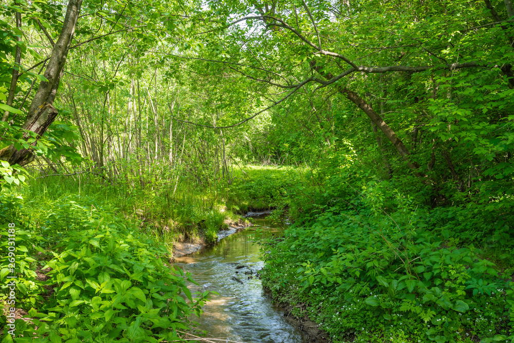 Naklejka premium Classic summer woodland landscape with creek, fresh grass and trees