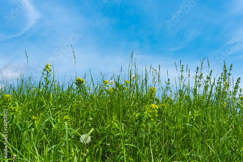 Fresh green grass close up and blue sky, spring and summer background with copy space