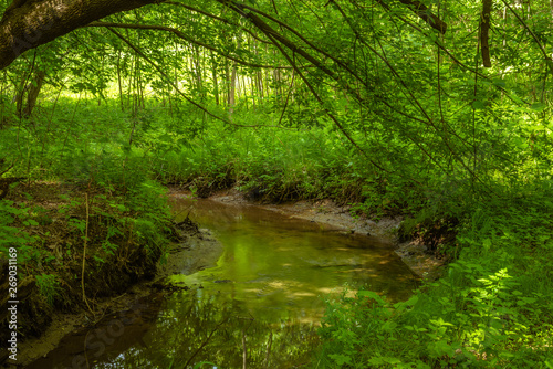 Fototapeta Naklejka Na Ścianę i Meble -  Classic summer woodland landscape with creek, fresh grass and trees