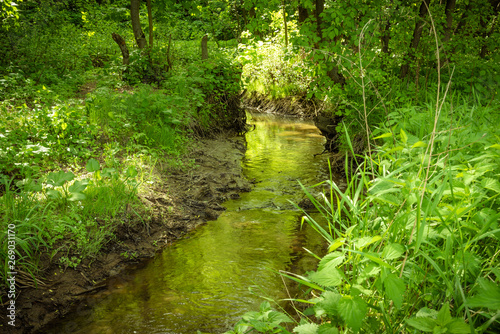 Classic summer woodland landscape with creek  fresh grass and trees