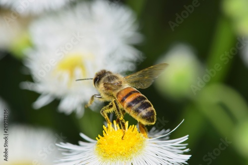 A bee starting to fly off from a Daisy flower it had just finished pollinating.