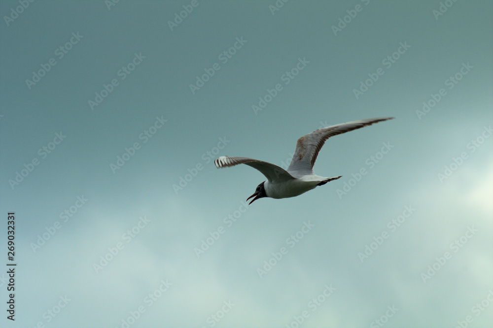 Fototapeta premium seagull flying in the sky,bird, flight, fly,wildlife, wing,nature, freedom,wildlife,