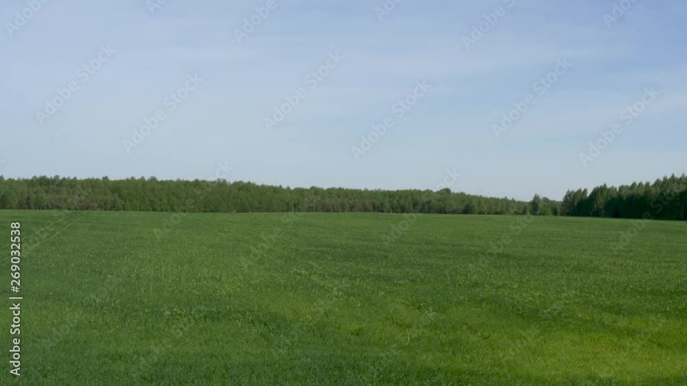 green meadow field on blue sky background green meadow field on blue sky background