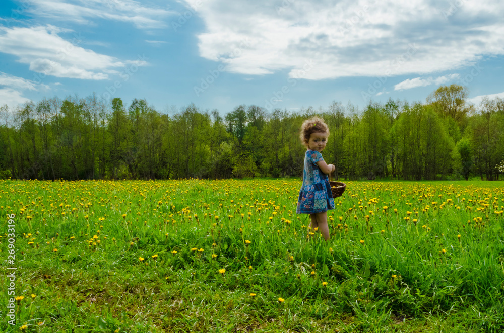 on a summer day  a little girl collecting a bouquet of dandelions in the basket in the field. soft focus.