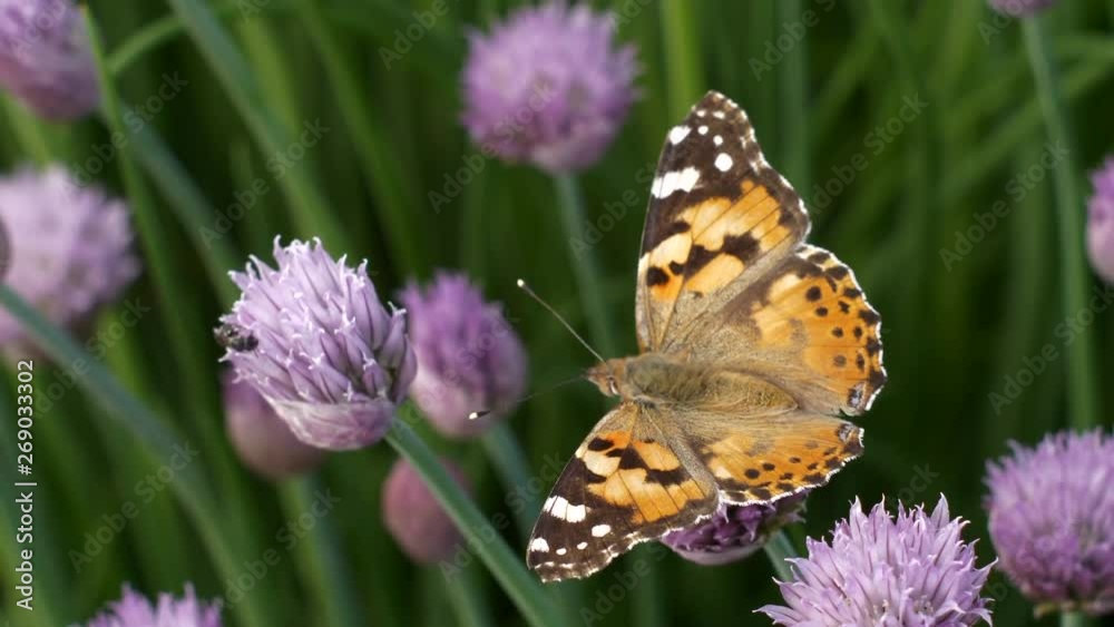 Urticaria butterfly takes nectar with proboscis of honey flowers of lettuce onion. Aglais urticae, Nymphalis urticae diurnal butterfly from family Nymphalidae, species of genus Aglais. insects garden Urticaria butterfly takes nectar with proboscis of honey flowers of lettuce onion. Aglais urticae, Nymphalis urticae diurnal butterfly from family Nymphalidae, species of genus Aglais. insects garden