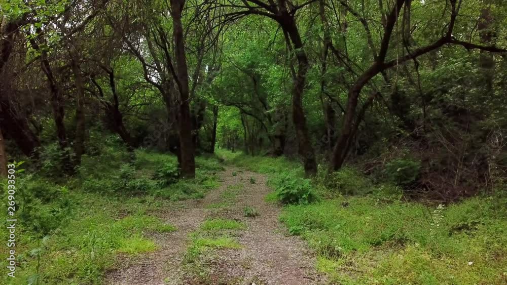 Woodland mysterious landscapes - moving between trees in summer forest Woodland mysterious landscapes - moving between trees in summer forest