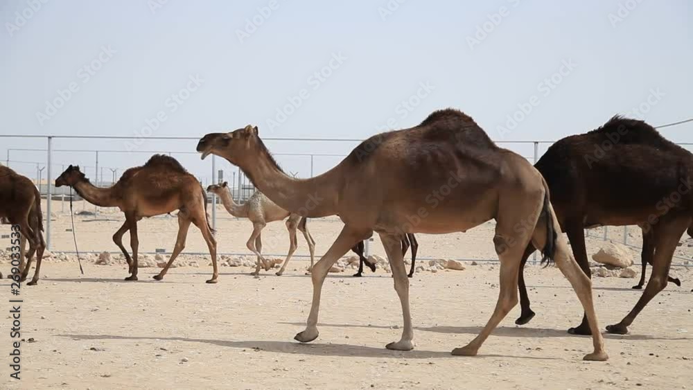 Middle eastern camels walking on a road in UAE Middle eastern camels walking on a road in UAE