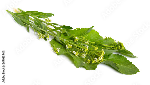 Fotografie, Tablou Horseradish, Armoracia rusticana, Cochlearia armoracia