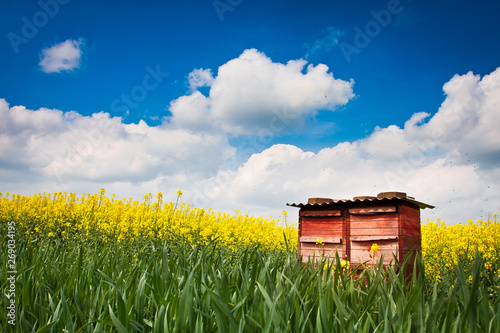 Honigbienen im Rapsfeld