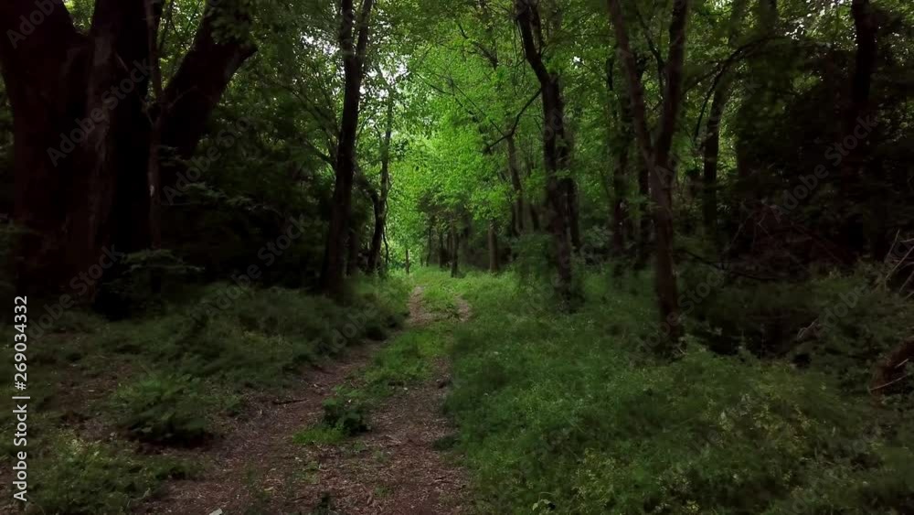 Dark mysterious forest - moving between trees in fantasy woodland Dark mysterious forest - moving between trees in fantasy woodland
