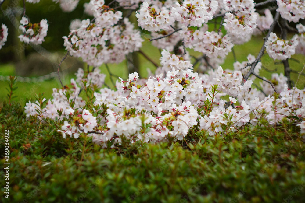 cherry blossom in the park , Japan cherry blossom in the park , Japan