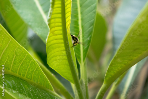 Bee on leaf