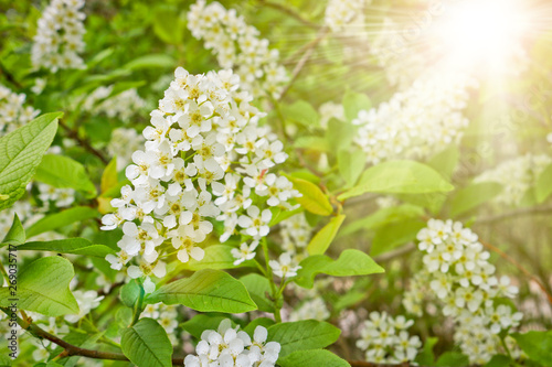 Bird cherry branch (Prunus padus) with white flowers in the Sun Ray. Prunus, hackberry, hagberry, or Mayday tree blooms in the forest in spring.