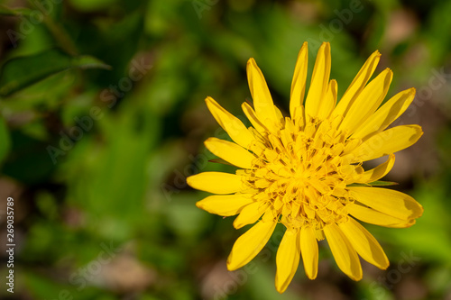 stahlend gelbe Blume