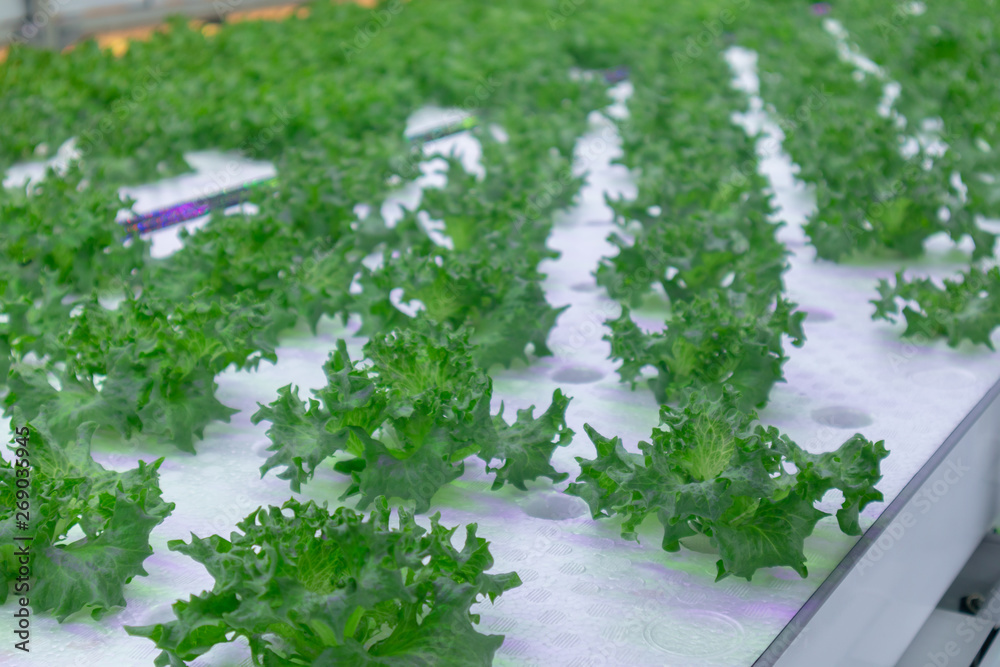 Green Oak Lettuce Hydroponic with LED light