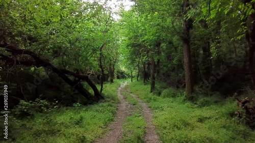 Wallpaper Mural Aerial mysterious landscapes - moving between trees in fantasy forest Torontodigital.ca