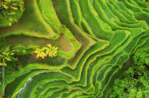Aerial view of rice terraces. Landscape with drone. Agricultural landscape from the air. Rice terraces in the summer. UNESCO World Heritage - Jatiluwih rise terrace, Bali, Indonesia. Travel - image