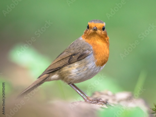 Red robin in bright garden