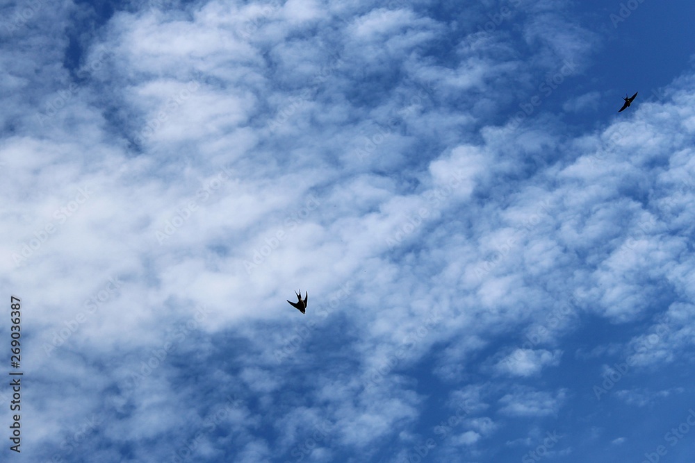 golondrinas volando en el cielo golondrinas volando en el cielo