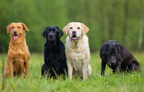 Four Labrador Retriever dogs. Small depth of field