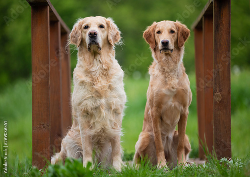Sitting two Golden Retriever dogs. Small depth of field