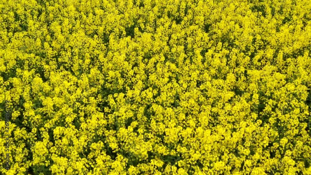 Colorful yellow spring crop of canola Colorful yellow spring crop of canola
