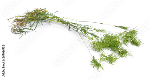 Poa alpina, commonly known as alpine meadow-grass or alpine bluegrass. Isolated photo