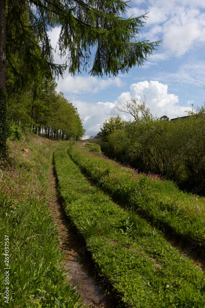 Obraz premium Looe Valley