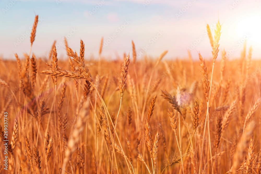 Fototapeta premium field of Golden ripe wheat against the blue sky. harvest.