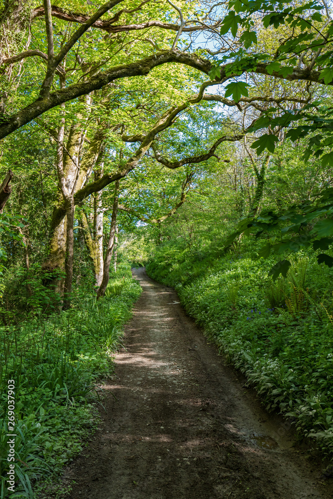 Fototapeta premium Looe Valley