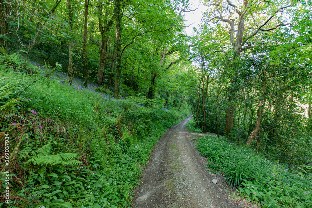 Fototapeta premium Looe Valley