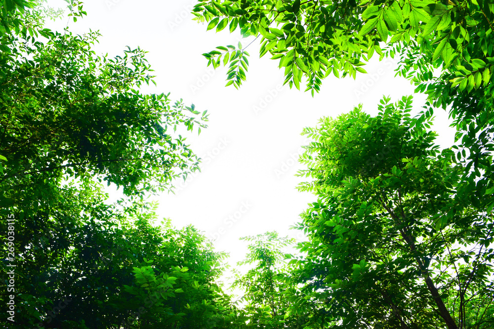 Closeup nature view of green leaf background in garden Closeup nature view of green leaf background in garden