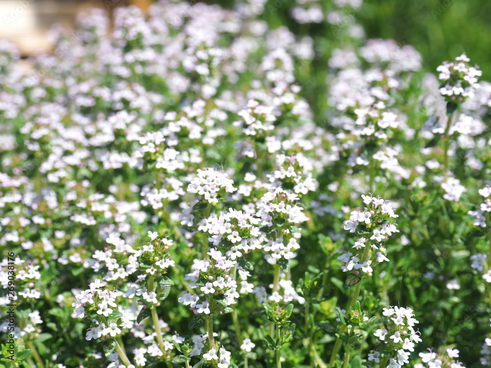 Blooming thyme in a herb garden