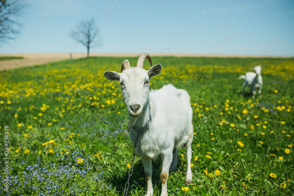 white goats graze on a flowering meadow in summer white goats graze on a flowering meadow in summer