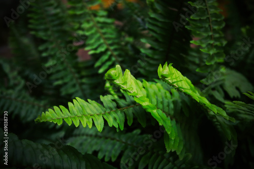 Fern  beautiful green fern leaves. fern bush. night  vintage style