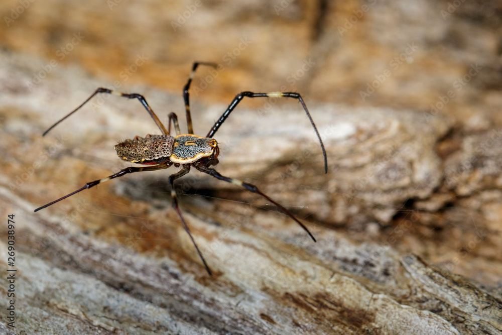 Image of Ornate Orb-weaver spider (Herennia multipuncta) on dry tree. Insect, Animal. Image of Ornate Orb-weaver spider (Herennia multipuncta) on dry tree. Insect, Animal.