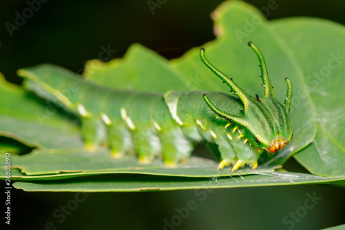 Image of Caterpillar of common nawab butterfly (Polyura athamas) or Dragon-Headed Caterpillar on nature background. Insect. Animal. photo