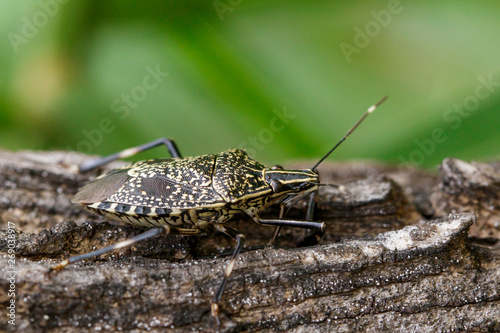 Image of stink bug (Erthesina fullo) on tree. Insect. Animal © yod67