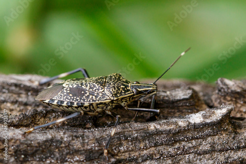 Image of stink bug (Erthesina fullo) on tree. Insect. Animal photo