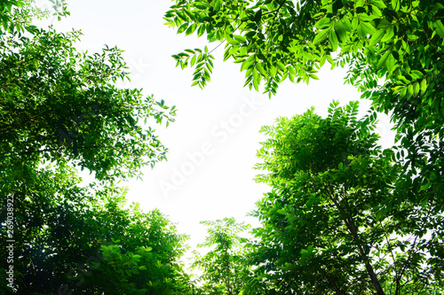 Closeup nature view of green leaf background in garden