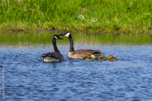 Canada geese swimming with thier goslings on the river.Nature scene from Wisconsin.