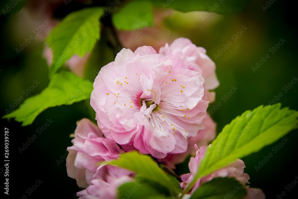 Almonds bloom beautiful pink flowers on a Sunny spring day.