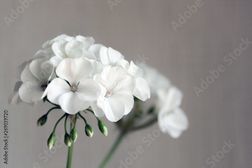 Room white light geranium flowers