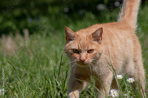 Roter Kater