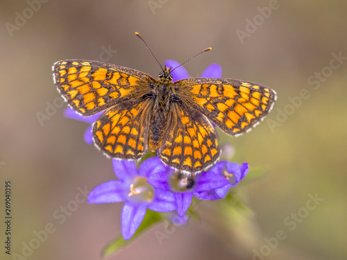 Meadow fritillary butterfly photo